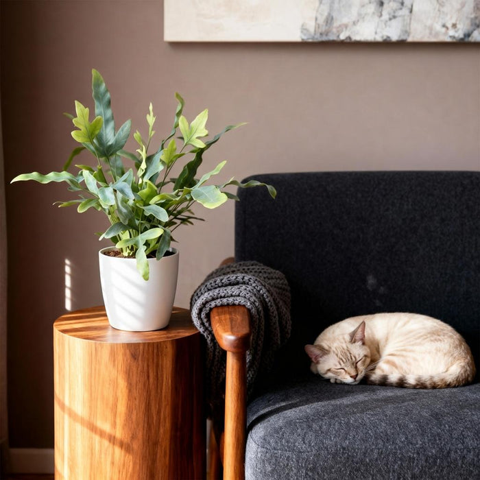 Phlebodium aureum Blue Star - Blauwe Varen - met witte plantenpot - ↕25cm - Ø12cm