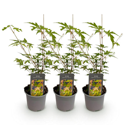 Japanese Maple - Acer Palmatum Sangokaku - Green - ↕35cm - Ø12cm - 3x