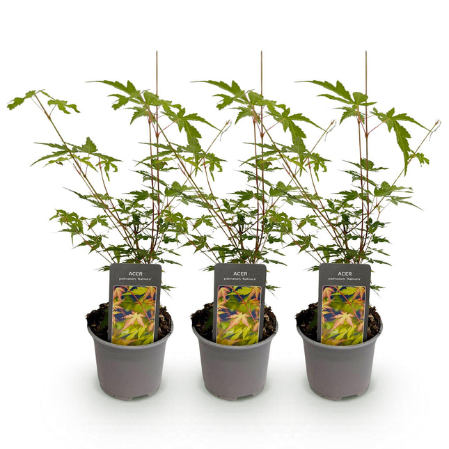 Japanese Maple - Acer Palmatum Sangokaku - Green - ↕35cm - Ø12cm - 3x