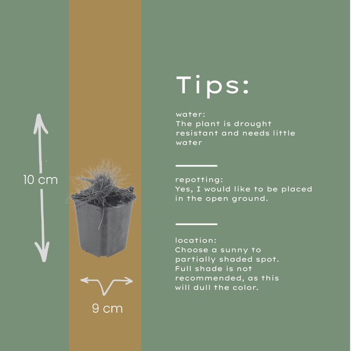 60x Festuca gautieri - ↕10-25cm - Ø9cm