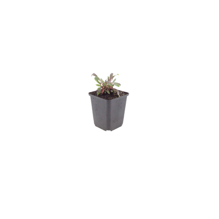 Prachtkaars - Gaura lindheimeri 'Siskiyou Pink' - ↕10-25cm - Ø9cm - 12x