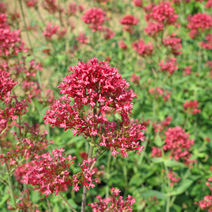 Centranthus ruber 'Coccineus' - Spoorbloem - ↕10-25cm - Ø9cm - 12x