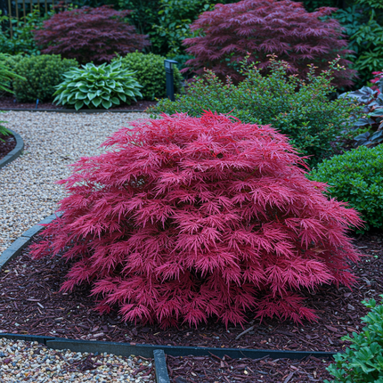 Japansk Ahorn - Acer palmatum Pink Dwarf - Pink - ↕70cm - Ø19cm - 2x