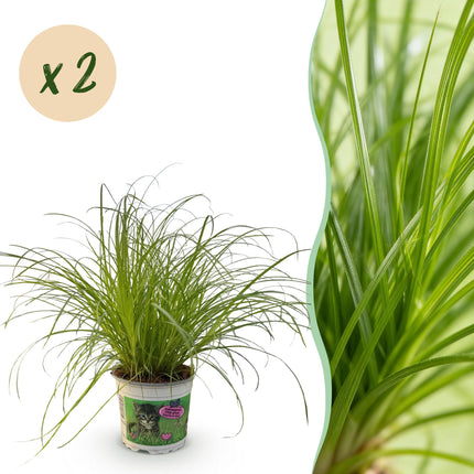 Cyperus alternifolius Zumula - Hierba para gatos - ↕25-30cm - Ø12cm - 2x