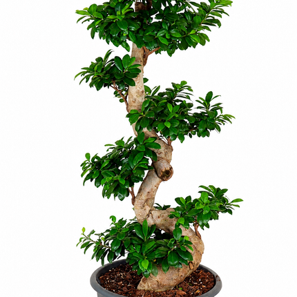 Ginseng S- vorm - 140 cm