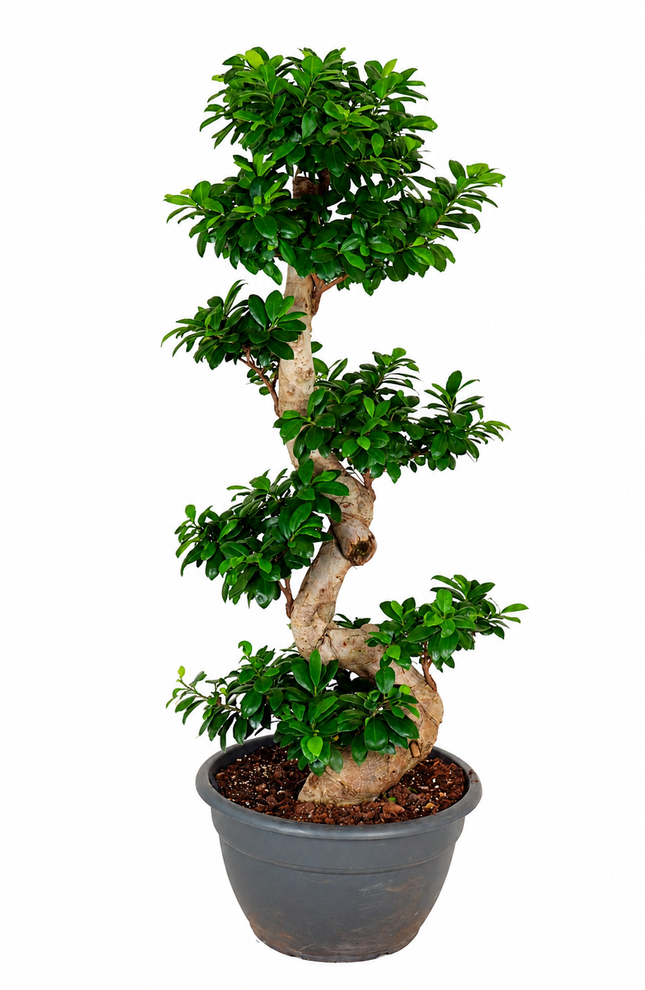 Żeń-szeń w kształcie litery S - 140 cm