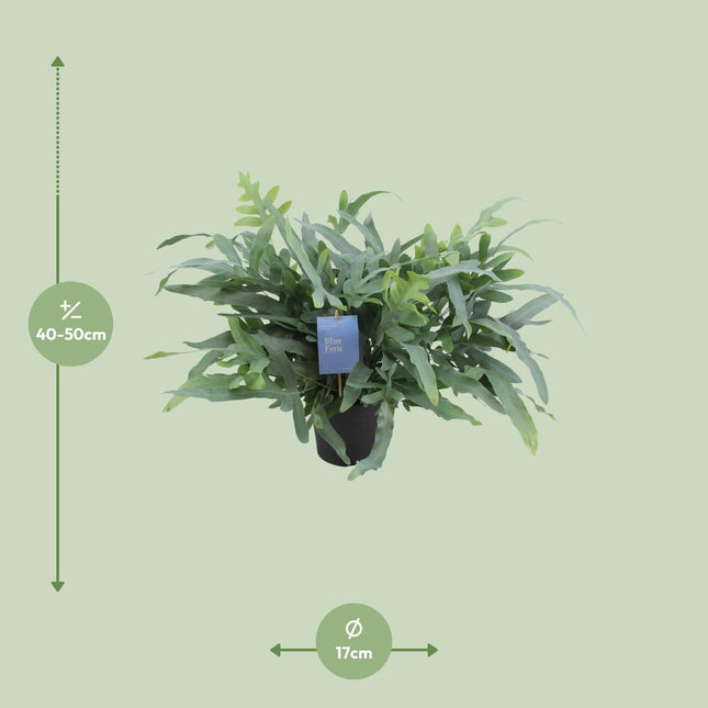 Phlebodium Aureum Blue Star - ↕50cm - Ø17cm