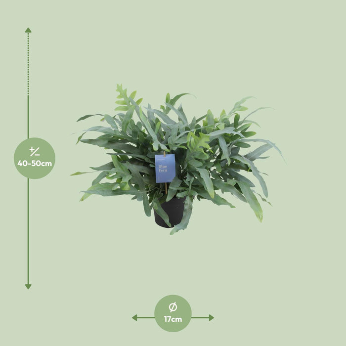 Phlebodium Aureum Blue Star - ↕50cm - Ø17cm