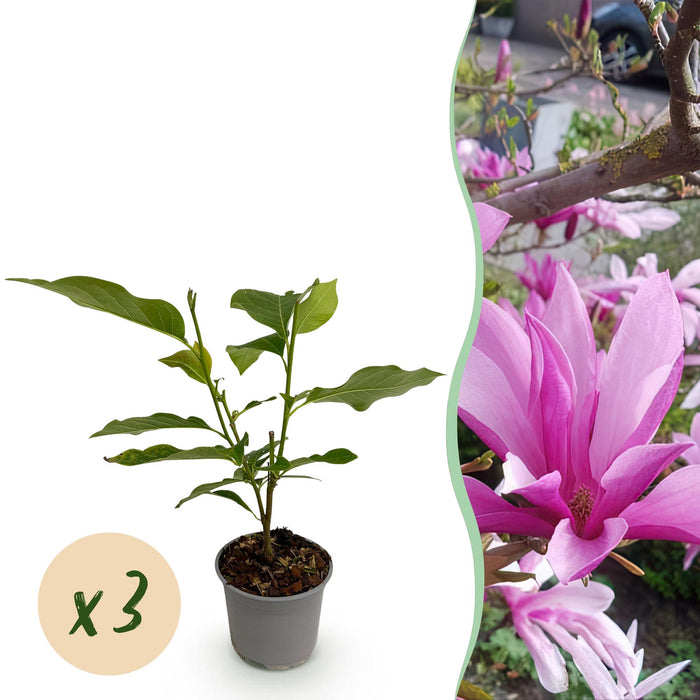 Magnolia Susan - Bloem Paars - 3 Planten - Bladverliezend - Weinig Onderhoud - Pot 12cm Hoogte 30cm