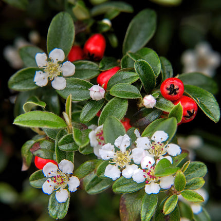 Cotoneaster dammeri - Dwergmispel - ↕10-25cm - Ø9cm - 24x