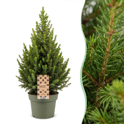 2x Picea glauca Conica - Kegelspar - Groen - Kerstboom - Ø19cm - ↕65cm