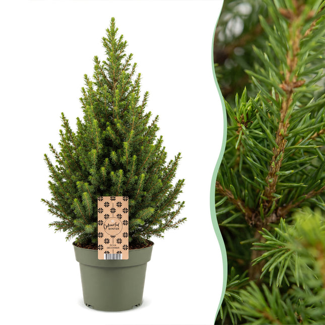 2x Picea glauca Conica - Kegelspar - Groen - Kerstboom - Ø19cm - ↕65cm