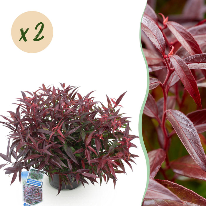 Leucothoe Burning Love - Rood - 2 Planten - Groenblijvend - Weinig Onderhoud - Pot 17cm Hoogte 45cm