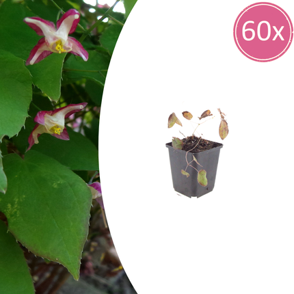 Epimedium rubrum - Elfenbloem - ↕10-25cm - Ø9cm - 60x