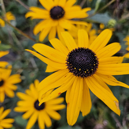 Rudbeckia fulgida 'Goldsturm' - Gele Zonnehoed - ↕10-25cm - Ø9cm - 60x