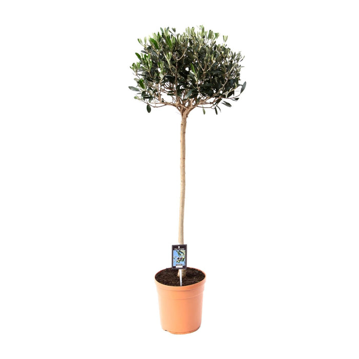 Olijf Olea - Olijfboom - ↕80cm - Ø19cm