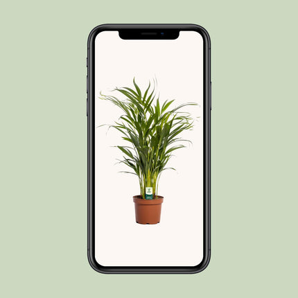 Areca Palm (Dypsis Lutescens) - Goudpalm - ↕65cm - Ø17cm
