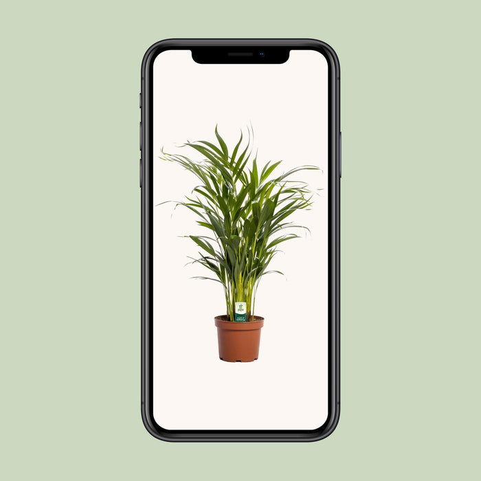 Areca Palm (Dypsis Lutescens) - Goudpalm - ↕65cm - Ø17cm