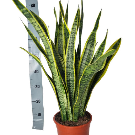 Sansevieria Laurentie - Langue de belle-mère - ↕90cm