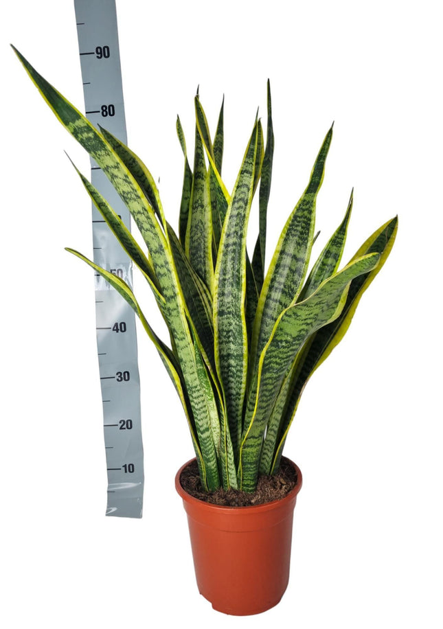 Sansevieria Laurentie - Wężownica - ↕90cm