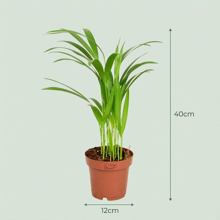 Areca Dypsis Lutescens - Goudpalm - ↕40cm - Ø12cm