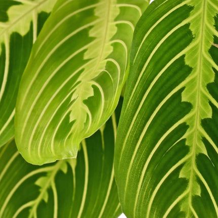 Maranta Fascinator Lemon Lime - Gebedsplant - met grijze plantenpotten - ↕25cm - Ø12cm - 4x