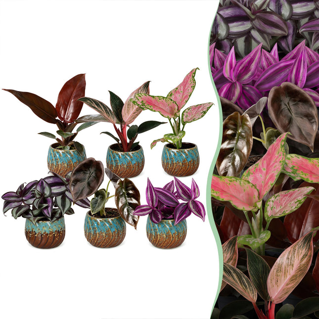 Baby Planten Paradise Mix - Diverse 6x - Tropisk - inkl. Copper Reef - Ø6cm - ↕10-15cm