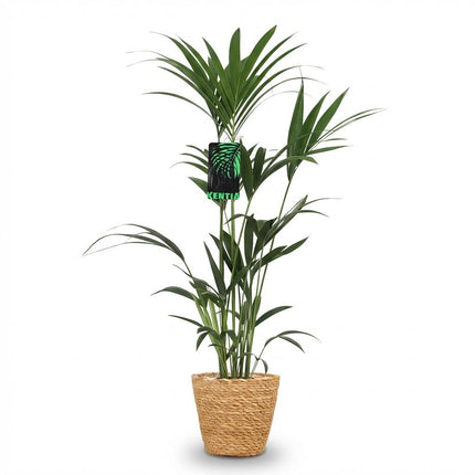 Howea Forsteriana - Palma Kentia - con cestino - ↕120-130cm - Ø21cm