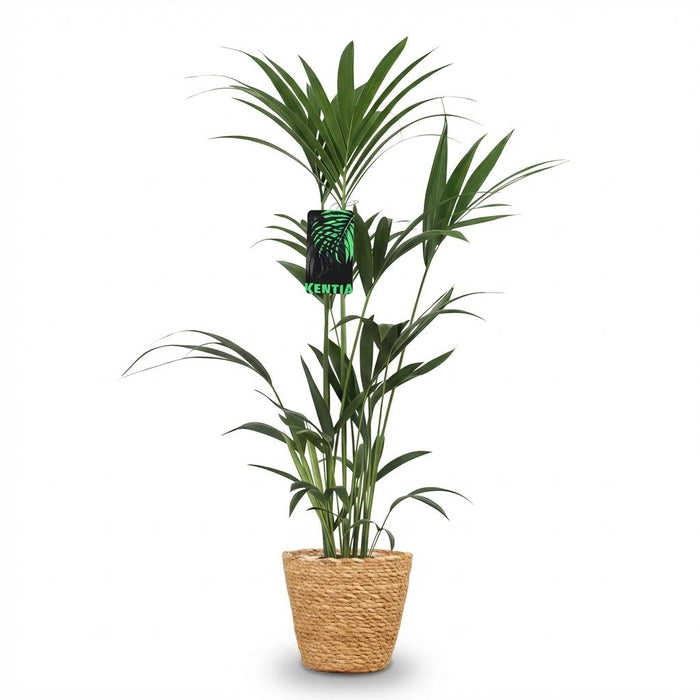 Howea Forsteriana - Kentia Palm - met Mand - ↕120-130cm - Ø21cm