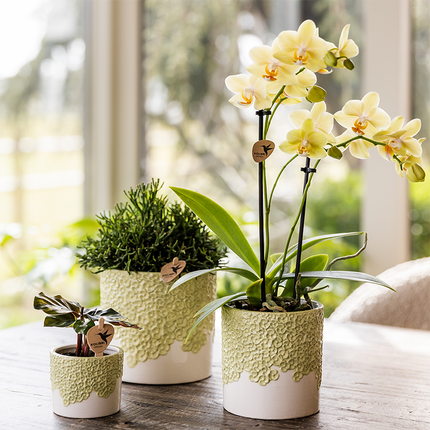 Kolibri Home | Doniczka dekoracyjna Bloom - zielona - Ø9 cm