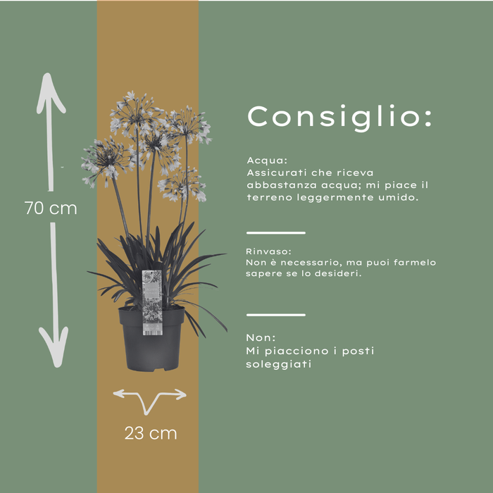 Agapanthus 'Fireworks' - Afrikaanse Lelie - ↕70cm - Ø23cm