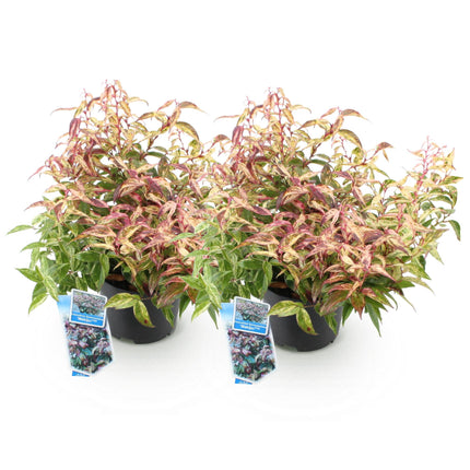 Leucothoe Makijaz - Bruin - 2 Planten - Groenblijvend - Weinig Onderhoud - Pot 17cm Hoogte 45cm