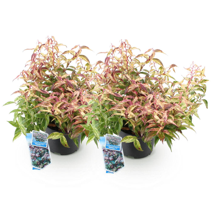 Leucothoe Makijaz - Bruin - 2 Planten - Groenblijvend - Weinig Onderhoud - Pot 17cm Hoogte 45cm