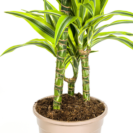 Dracaena Deremensis Lemon Lime met mand - ↕90-110cm - Ø21cm