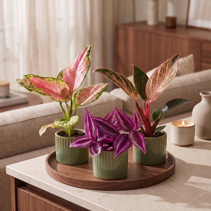 Baby Planten Paradise Mix - Diversen 3x - Tropisch - incl. Linnea Olive - Ø6cm - ↕10-15cm