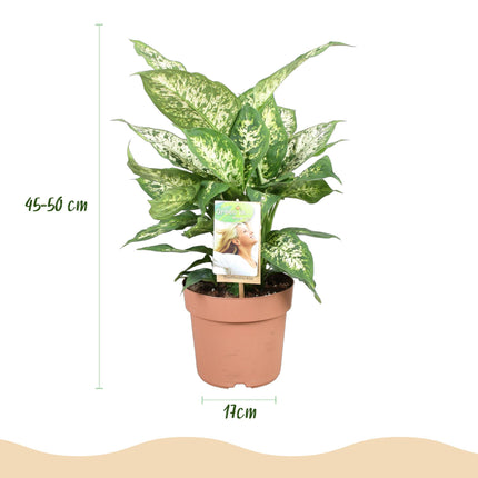 Dieffenbachia Compacta - ↕45-50cm - Ø17cm - 2x