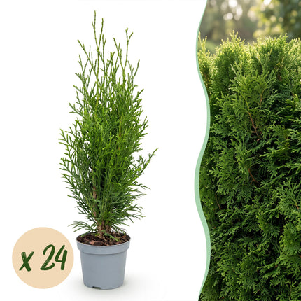 Thuja occidentalis Smaragd - Levensboom - 24x Haagplanten - Groenblijvend - Groen - Pot 9cm - Hoogte 20-30cm