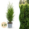 Thuja (Levensboom)
