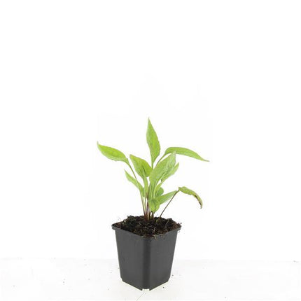 Echinacea Purpurea 'White Swan' - Zonnehoed - ↕10-25cm - Ø9cm - 24x