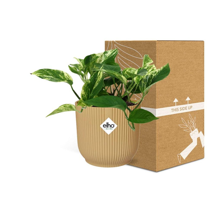 Scindapsus (Epipremnum) Marble Queen in elho Vibes Fold Ø14cm geel