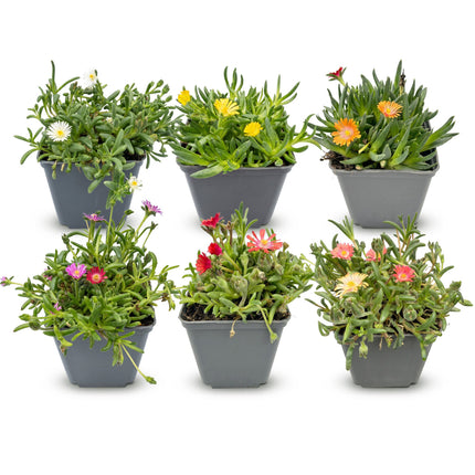 Delosperma mix - Ø7cm - ↕10-12cm - 6x