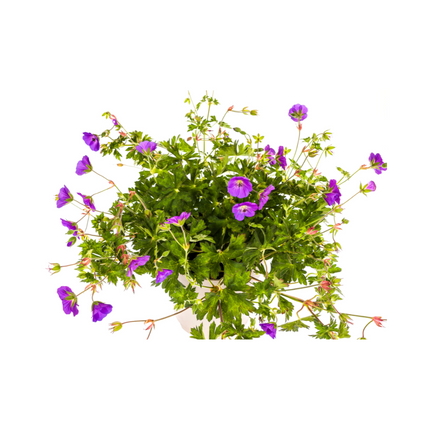Geranium Rozanne Purple - ↕20-30cm - Ø19cm