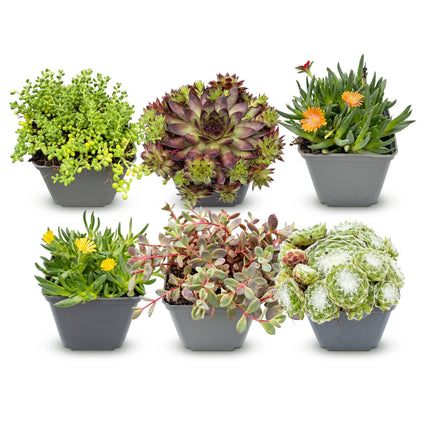 Alpine mix - Ø7cm - ↕10-12cm - 6x