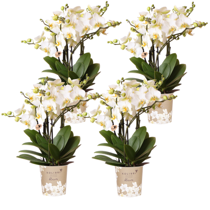 Kolibri Orchids | Combi Deal - 4 Witte Phalaenopsis Orchideeën Blossom Lausanne - Ø12 cm