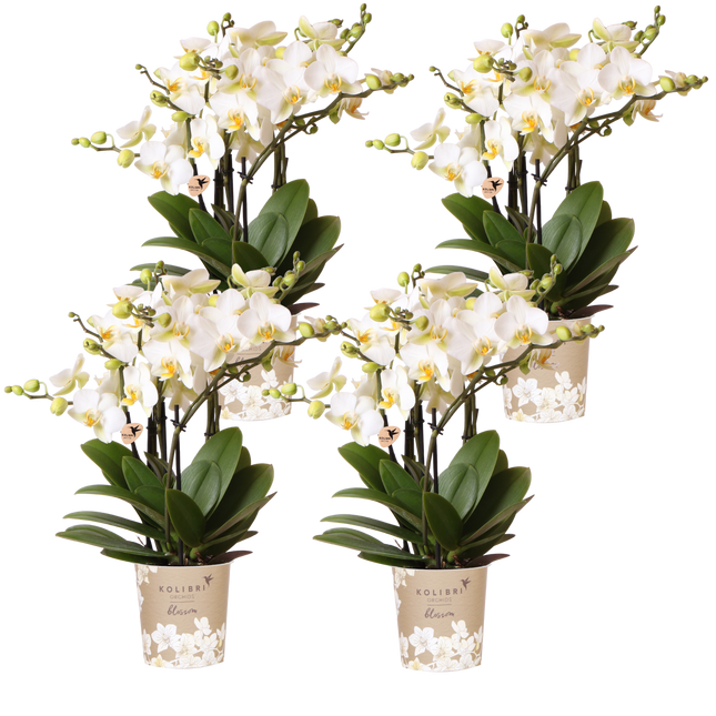 Kolibri Orchids | Combi Deal - 4 Witte Phalaenopsis Orchideeën Blossom Lausanne - Ø12 cm