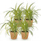 Kamerplanten In Mand