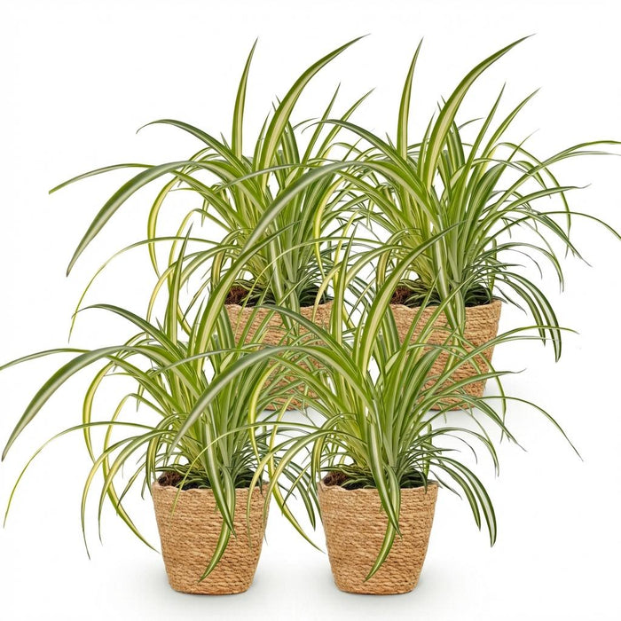 Chlorophytum comosum Variegatum - Bonte Graslelie - met Mand - ↕20cm - Ø12cm - 4x