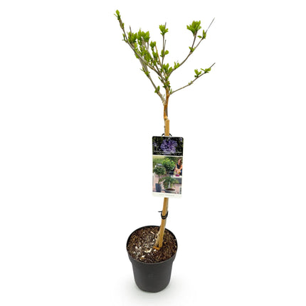 Hibiscus syriacus Blue Chiffon® - Plant op stam - Terras Plant - ↕90cm - Ø19cm