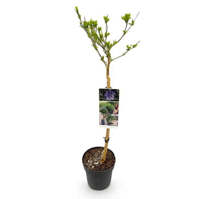 Hibiscus syriacus Blue Chiffon® - Planta con tallo - Planta de terraza - ↕90cm - Ø19cm