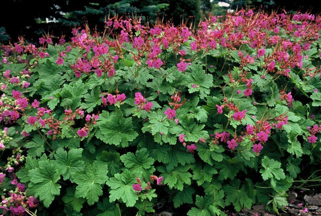 Geranium macrorrhizum 'Czakor' - ↕10-25cm - Ø9cm - 60x